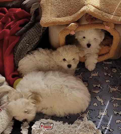 Les 3 bébés à 8 semaines Les 3 bébés à 8 semaines